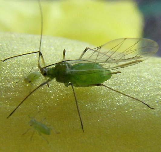 11 Kyjatka zahradní Macrosiphum