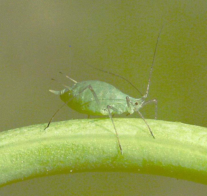 Acyrthosiphon