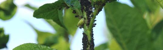 Aphis