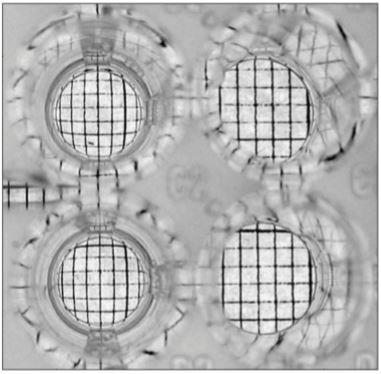 Obr. 9: Mikrotitrační test, vlevo je přítomen biosurfaktant rhamnolipid ve vodě, vpravo pouze čistá voda [43] Emulsification capacity assay Test emulgační aktivity K dalším chemickým analýzám