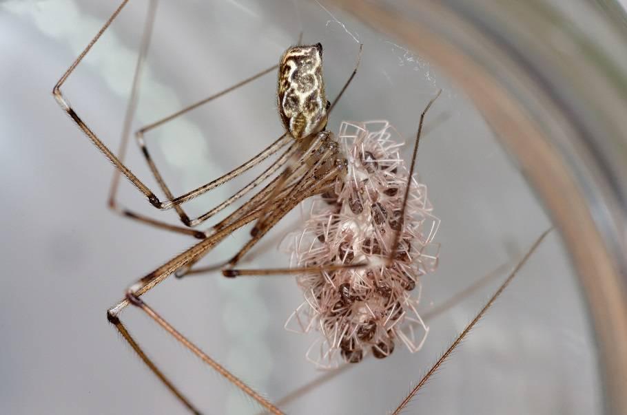 .. 8 Slíďák tatarský (Lycosa singoriensis) na Šumavě!... 11 Zajímavý nález dvou druhů rodu Acantholycosa na jedné mýtině.