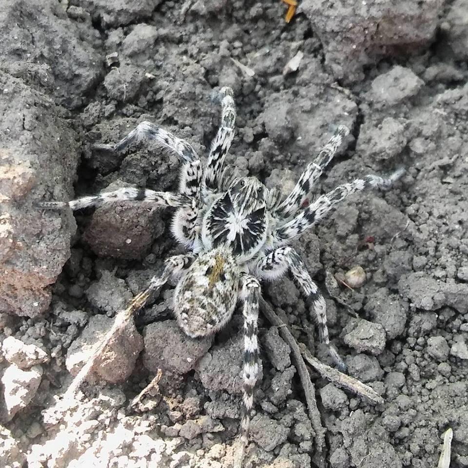 Slíďák tatarský (Lycosa singoriensis) na Šumavě! To mi tak v Messengeru na Facebooku přistála zpráva od člověka, kterého jsem neznal (Jakub Mára), s prosbou o identifikaci pavouka.
