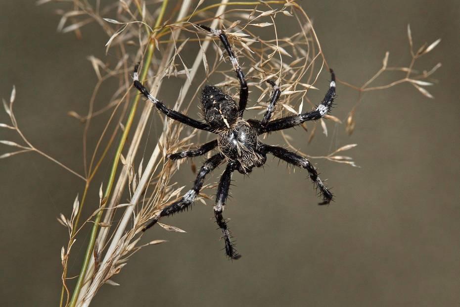 Do třetice Araneus saevus, aneb jak je to s historicky druhým nálezem křižáka stromového u nás Letos v říjnu mi na mail webových stránek o křižácích http://araneidae-cz.sweb.