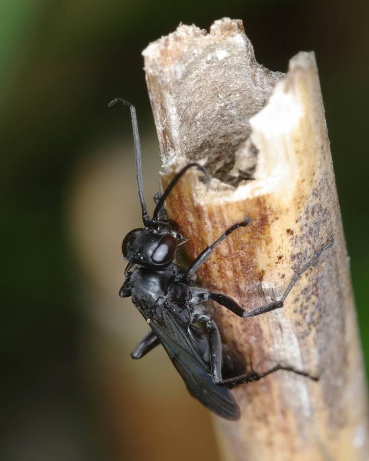 BIOLOGIE Hrabalky (Pompilidae) rodu Anoplius specialisté na lov pavouků Zástupci tohoto rodu patří k malým až středně velkým druhům.