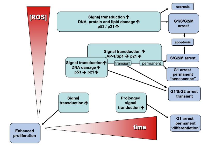 Ovlivnění přenosu signálů a účinky ROS na buněčný