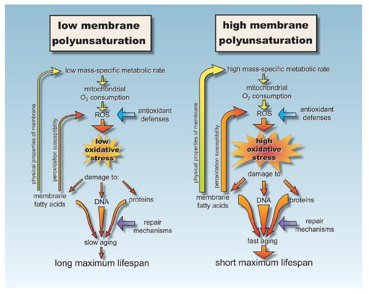Složení mastných kyselin v membránových lipidech ovlivňuje stárnutí a délku života (tloušťka