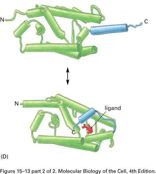 Superrodina vnitrobuněčných receptorů (A) Podobná struktura receptorů s vazebnou doménou (B) Receptorový protein v inaktivní formě vázán na inhibiční proteiny (C) Po vazbě ligandu disociace