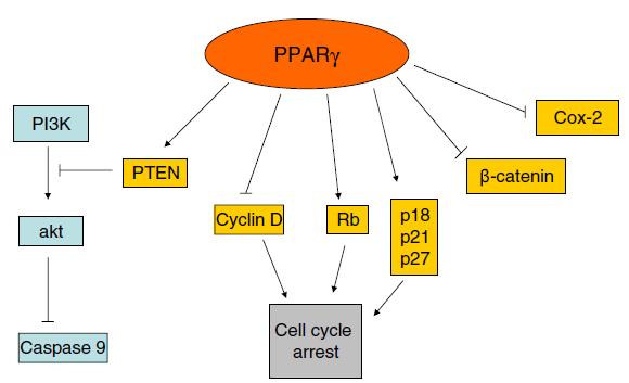 Důležité signální dráhy a molekuly indukované či inhibované PPAR PPARγ indukuje fosfatázu PTEN vedoucí k inhibici kinázy Akt. Akt má antiapoptické účinky (inhibice kaspázy-9).