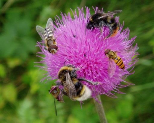 Web SZÚ Home» Témata zdraví a bezpečnosti Položka Pesticidy: Biocidní přípravky Přípravky na ochranu rostlin www.szu.