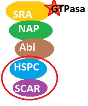 (suppresor of camp receptor), protože vyřazení jeho genu odstranilo abnormality způsobené ztrátou receptoru pro camp (Bear et al., 1998).