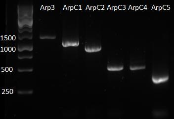 6 Výsledky 6.1 Klonování Prvotním cílem práce bylo vytvořit rostliny Arabidopsis thalina, transformované fúzním konstruktem podjednotek ARP2/3 komplexu z Arabidopsis thaliana a GFP.