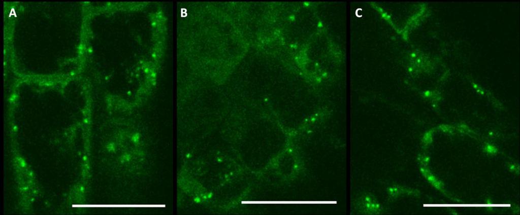 silně svítí pozadí málo, pozadí málo, nesvítí pozadí i tečky svítí jen tečky bez teček wt 0,5µM (6) 100% 0,1µM (8) 60% 40% 0,05µM (9) 80% 20% 0,01µM (6) 15% 30% 30% 15% 0µM (2) 100% dis2-1 0,5µM (7)