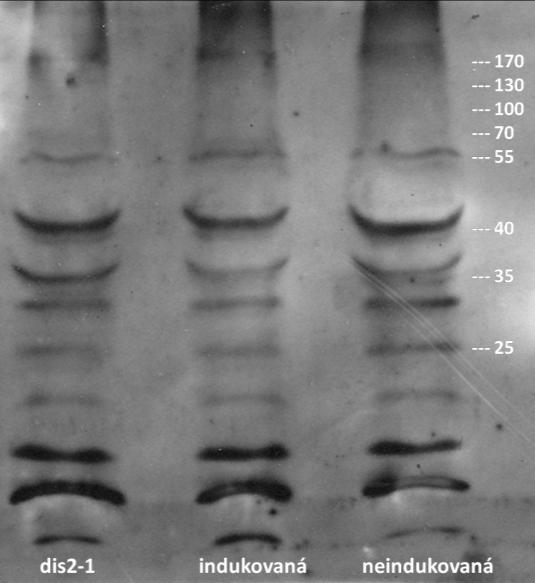 6.3.1 První extrakce proteinů Nejprve byly proteiny izolovány z rostlin transformovaných GFP-NtARPC2 (indukované i neindukované) a z dis2-1 rostlin.