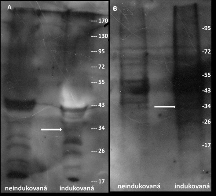 6.3.2 Druhá extrakce proteinů Byla tedy provedena další extrakce proteinů, tentokrát z rostlin transformovaných GFP-NtARPC2 i NtARPC2 (indukovaných i neindukovaných).