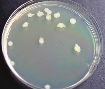 rewing microbiology bacteria of the genera acillus,