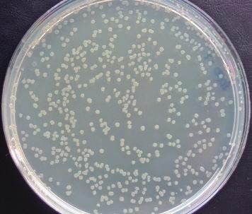plate-count-agar at 28 C;, after 24 hours of incubation;,