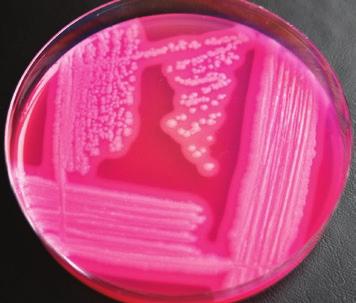 C, revibacillus brevis CCM 2050 T ; D,