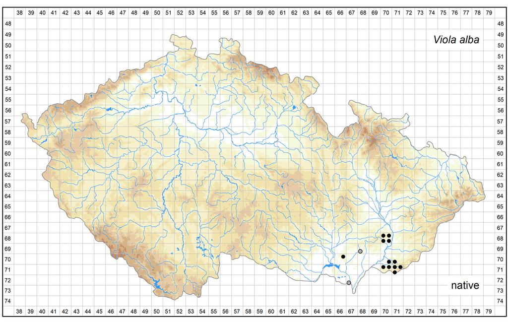 Distribution of Viola alba in the Czech Republic Author of the map: Jiří Danihelka, Jan Kirschner, Karel Fajmon Map produced on: 12-06-2018 Database records used for producing the distribution map of