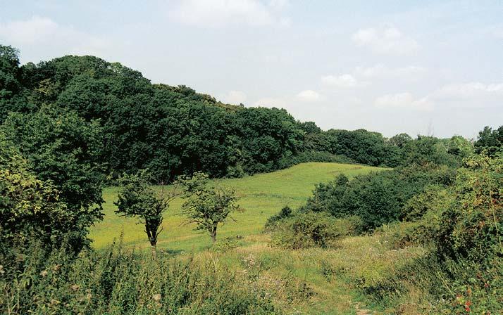 Okres Chrudim 3 Pfiírodní rezervace Habrov Lesní porost s enklávami luk na opukovém podkladû severnû od obce Topol.
