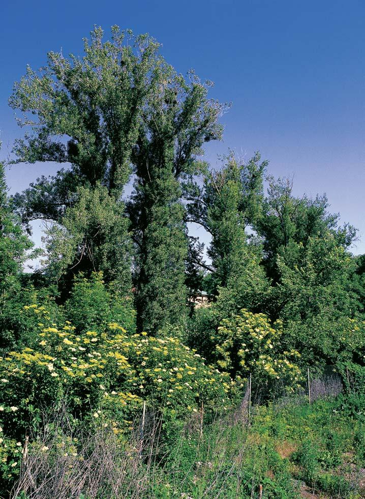 Pardubicko KVùTENA Na bfiezích Chrudimky jsou nejnápadnûj ími druhy bylinného patra v jarním aspektu blatouch bahenní (Caltha palustris), dymnivka dutá (Corydalis cava), sasanka hajní (Anemonoides