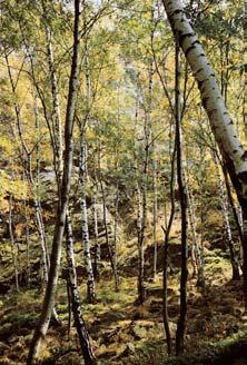 Pardubicko KRAJINN POKRYV Pfiirozené lesní porosty v údolí Doubravy u Mladotic. 74 CR 4 v voji pfievládají vápnité pelity.
