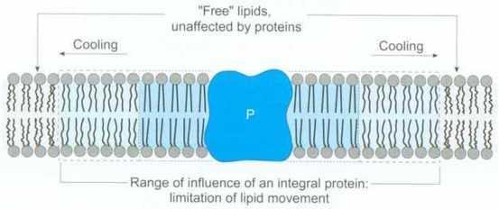 kryoprotektanty (rozpustné cukry, polyoly, AK, proteiny)