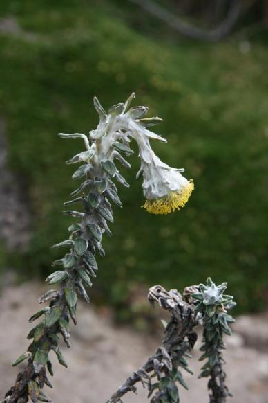 longipenicillatus L. patens 1 0,85 L. heterophyllus L. campanulatus L. cuencanus L. sp. 5 L. involucratus L. otophorus 1 L.