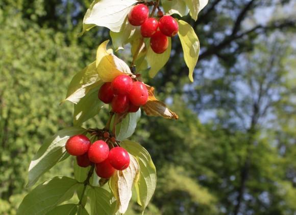 Mrazová odolnost Cornus