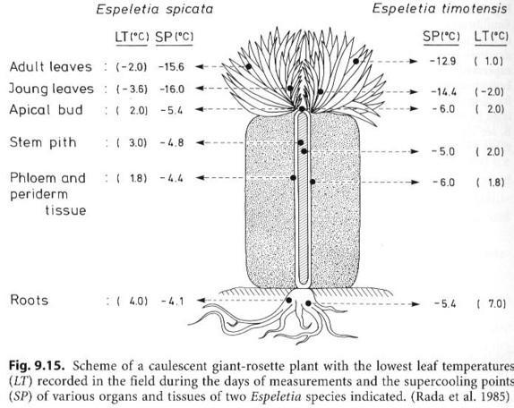 Transient a deep supercooling Dočasné podchlazení krátkodobé poklesy pod 0 C radiační mráz, tropické
