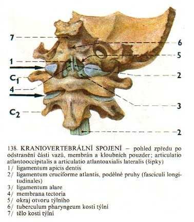 (Čihák, 2003). Obrázek 6.