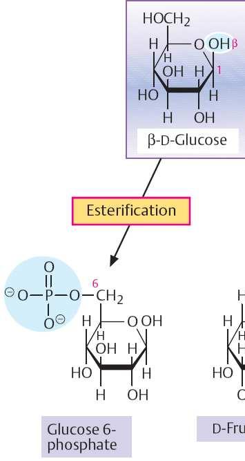 esterifikací vznikají estery s H 3 PO 4 (meziprodukty metabolismu) s H 2 SO 4 (součást proteoglykanů)