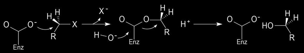 toxických polutantů v prostředí pomocí biosenzorů (Campbell a kol. 2006, Bidmanová a kol. 2010). Obrázek 13. Obecné schéma reakčního mechanismu halogenalkandehalogenas, převzato z Damborský a kol.