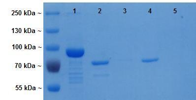 Protein PI4KIIαT4 byl dále purifikován pomocí chromatografie na kationtovém iontoměniči (viz 4.1.3.5, str 27) jejíž chromatogram je znázorněn na OBR 9.