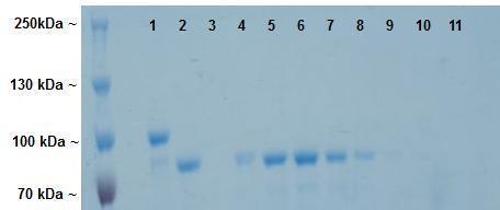 Frakce z gelové permeační chromatografie, které absorbovaly při 280 i 254 nm byly analyzovány pomocí SDS-PAGE (viz 4.1.4, str 28) na OBR 12.
