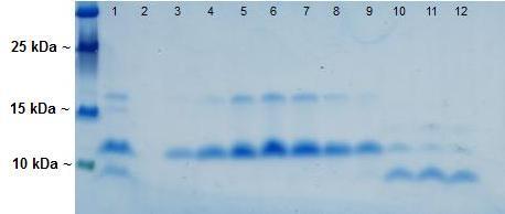 OBR 17 Tris - Tricine SDS-PAGE frakcí gelové permeační chromatografie proteinu VAMP 3 13 % akrylamidová gel; barveno CBB G 250 V jednotlivých drahách je postupně zobrazeno: standard MW; protein VAMP