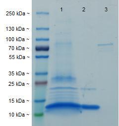 (MWCO = 3000; 2000 g Allegra X 15 R Centrifuge; Beckmann Coulter) na 0,18 mg.ml -1, změřenou pomocí mikrospektrofotometru NanoDrop Spectophotometer ND-1000 při λ = 280 nm proti destilované vodě.