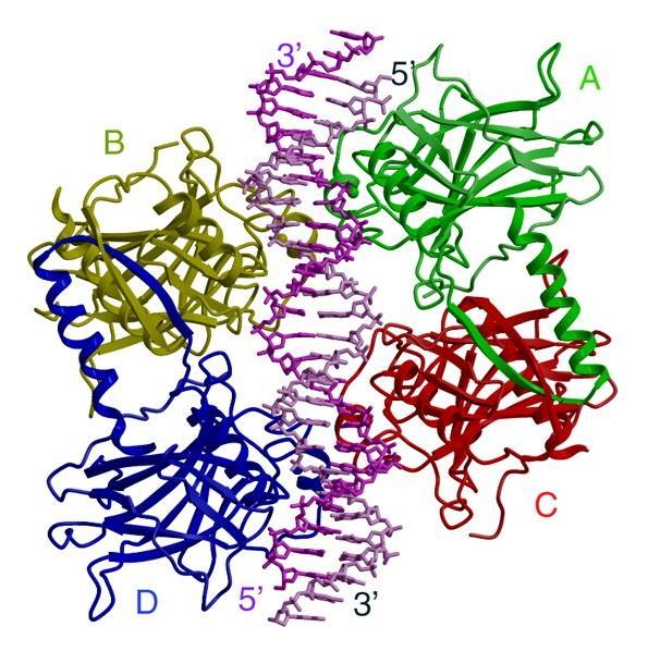 2.1.3.3 C-koncová doména V C-koncové doméně rozlišujeme oligomerizační neboli tetramerizační doménu (OD, 4D) mezi aminokyselinami 324 355 a regulační doménu mezi aminokyselinami 363 393.