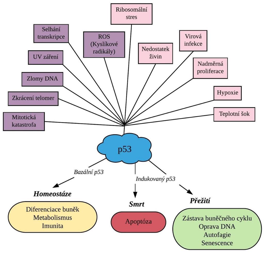 Obrázek 3: Přehled stresových faktorů a dějů navazujících po aktivaci p53; fialově (vlevo) jsou znázorněny stresové signály, které aktivují p53 prostřednictvím poškození DNA; Převzato a upraveno z: