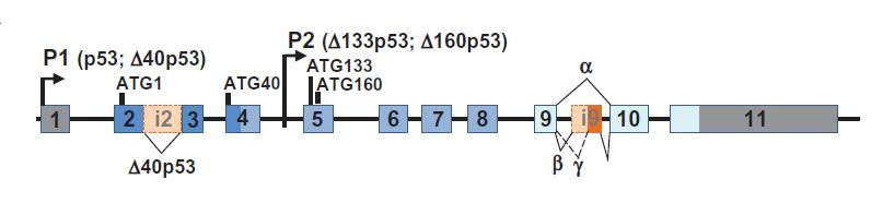 2.2 Izoformy proteinu p53 Krátce po objevu proteinu p53 bylo zjištěno, že protein p53 není v buňce jedinou exprimovanou formou tohoto proteinu.