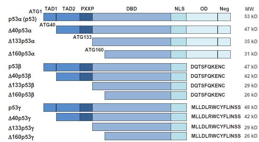 doméně, tzv. ΔN izoformy. Při počátku transkripce od prvního promotoru a s plným sestřihem intronu 9 vzniká protein p53fl (p53 plné délky), v kontextu izoforem často nazývaný p53α či TAp53α.