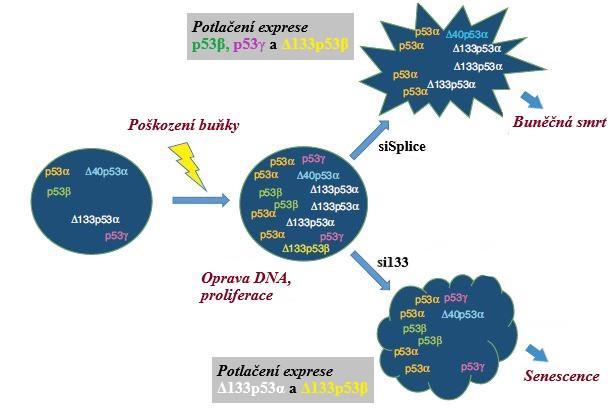 Obrázek 6: Po poškození buňky a po modulaci exprese izoforem proteinu p53 pomocí molekul sirna dochází k potlačení exprese některých izoforem a k rozdílné buněčné odpovědi; Převzato a upraveno z: [5]