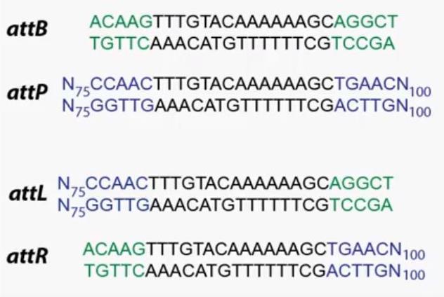 a délka sekvence attp místa je 243 bp. Na rozdíl od sekvencí restrikčních enzymů nejsou sekvence att míst palindromatické, což při použití v klonování zajišťuje správnou orientaci [69].