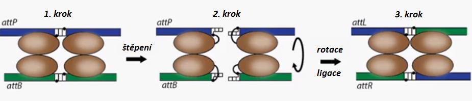 Integrační faktor je neenzymatický protein, který se váže na DNA a napomáhá tvorbě komplexu enzym DNA.