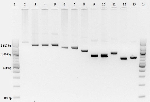 Obrázek 15: Agarózová elektroforéza produktů druhé PCR, start č. 1 a č. 14: DNA žebříček o rozsahu 100-1 517 bp, start č.