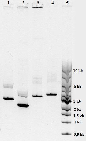 pdest17/p53γ, je umístěn ve startu č. 3. Start č. 5 obsahuje DNA žebříček s rozsahem 0,5 10 kb.