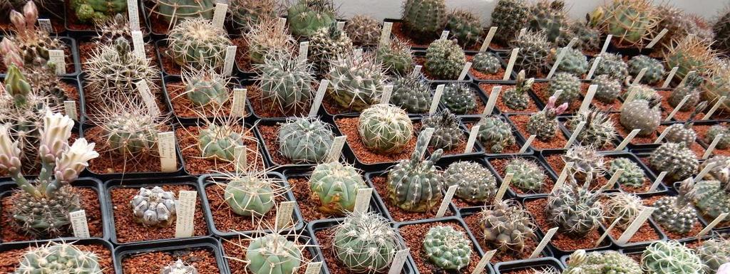 pohled na krásně upravenou kolekci gymnokalycií Jiřího Čípa Kaktusářský výlet
