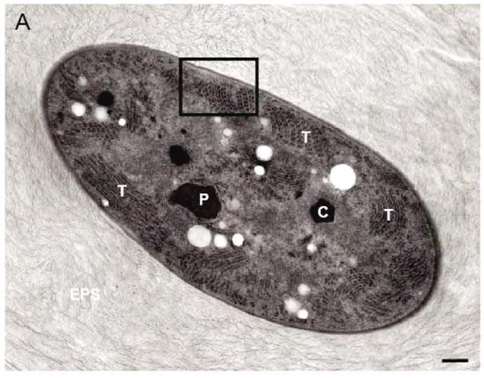 Porphyridium