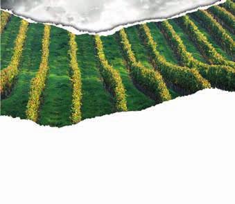 166,43-201,38 Chateau Bzenec Terroir Ryzlink rýnský