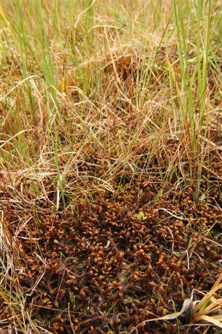 ČLENĚNÍ RAŠELINIŠŤ Alternativní členění dle dominant; hlavní 2 skupiny více korelují s reakcí prostředí (Vitt 2000):