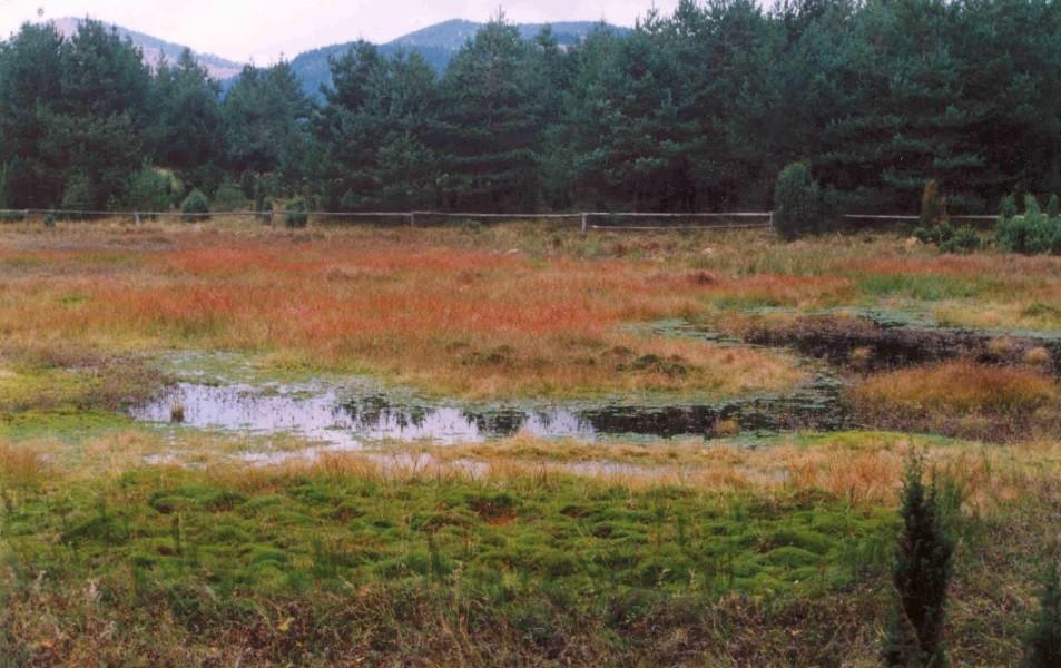 (Steiner 1993)
